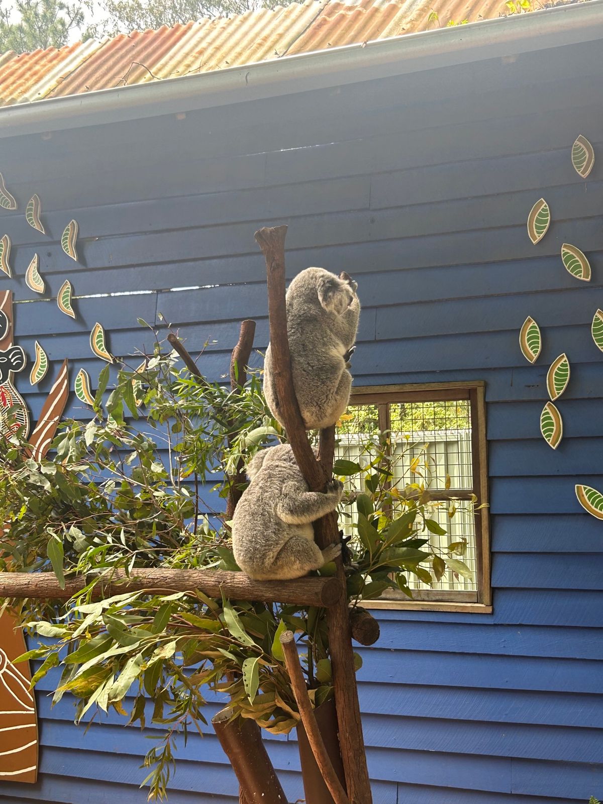 ドリームワールド。アトラクションもあり、コアラやウォンバットにも会える💕