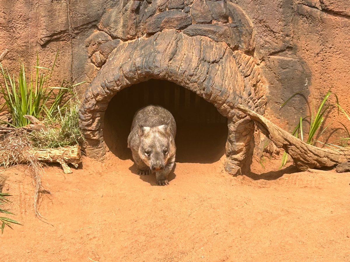 ドリームワールド。アトラクションもあり、コアラやウォンバットにも会える💕