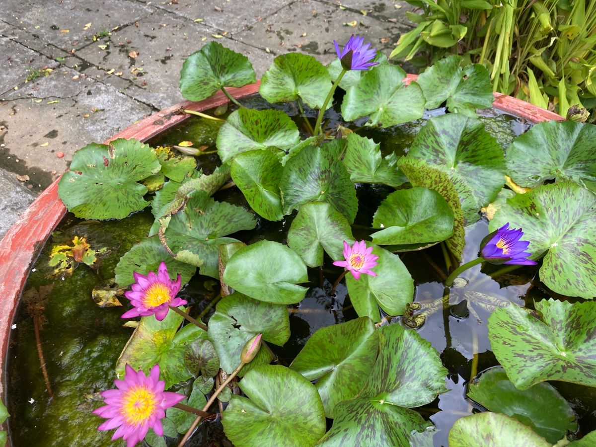 広めの庭のカフェでCa phê đá(アイスコーヒー) 12000ドンと格...