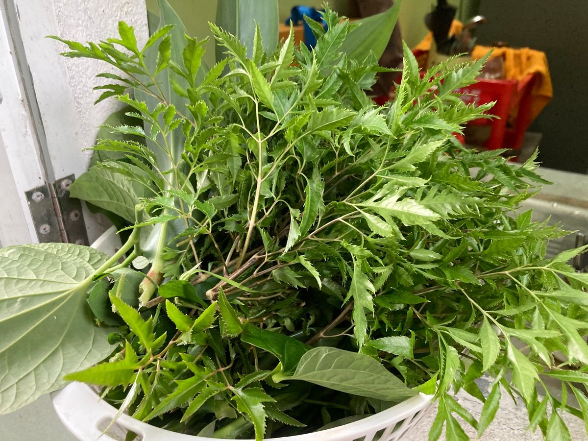 友達宅にて飲み会。cá khoai(テナガミズテング)の鍋。魚はトロトロ、...