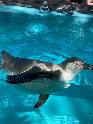 夢見ヶ崎動物公園のペンギン