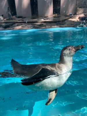 夢見ヶ崎動物公園のペンギン