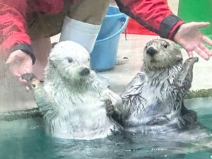 11/23鳥羽
鳥羽水族館、伊勢海老