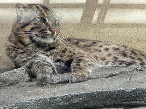 11/23鳥羽
鳥羽水族館、伊勢海老