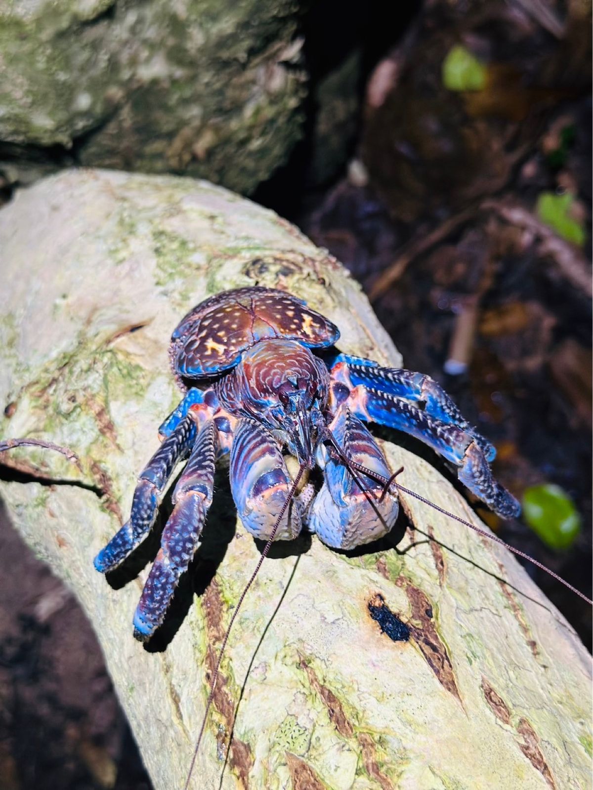 とても面白いジャングルナイトツアー