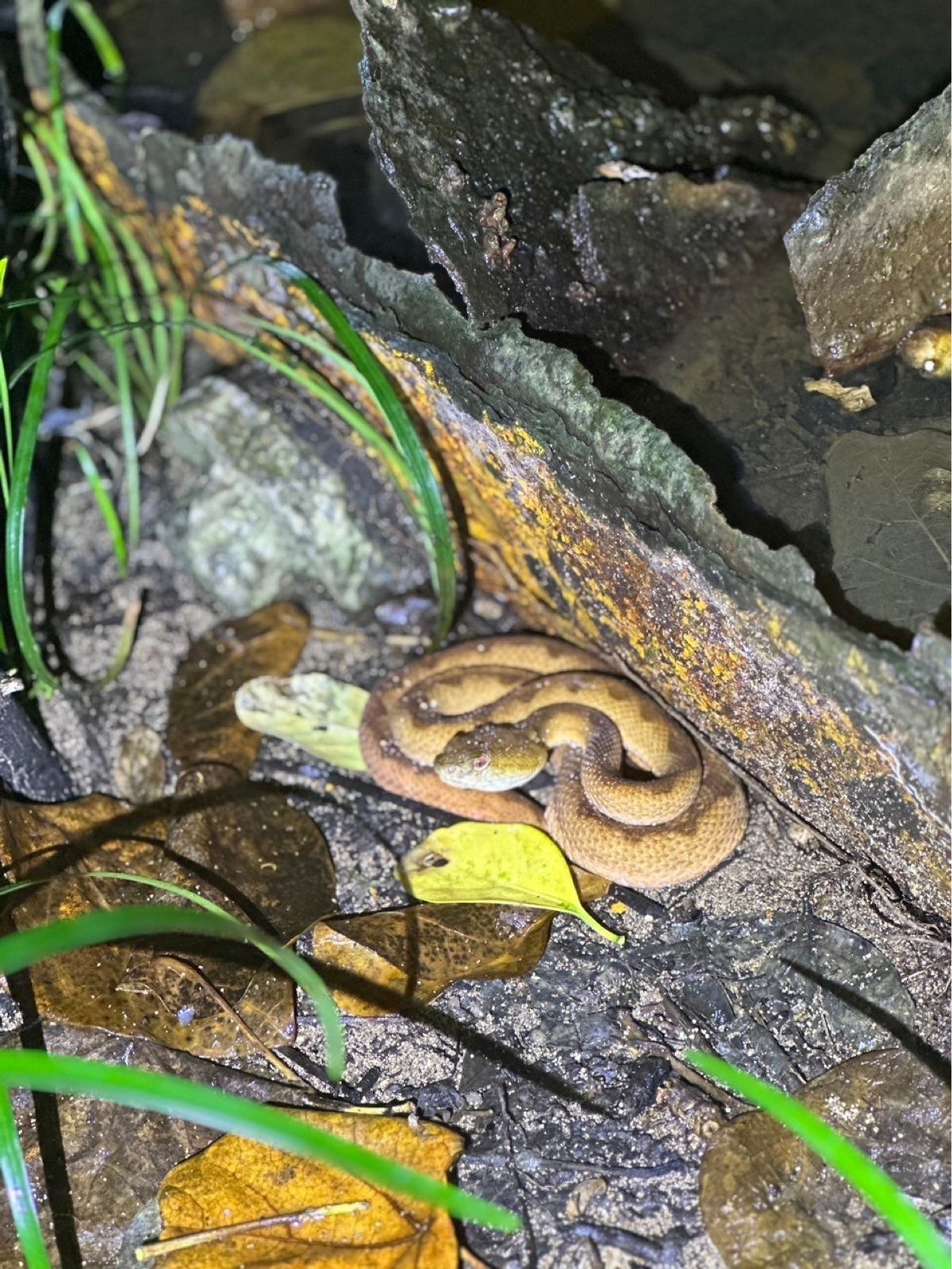 とても面白いジャングルナイトツアー