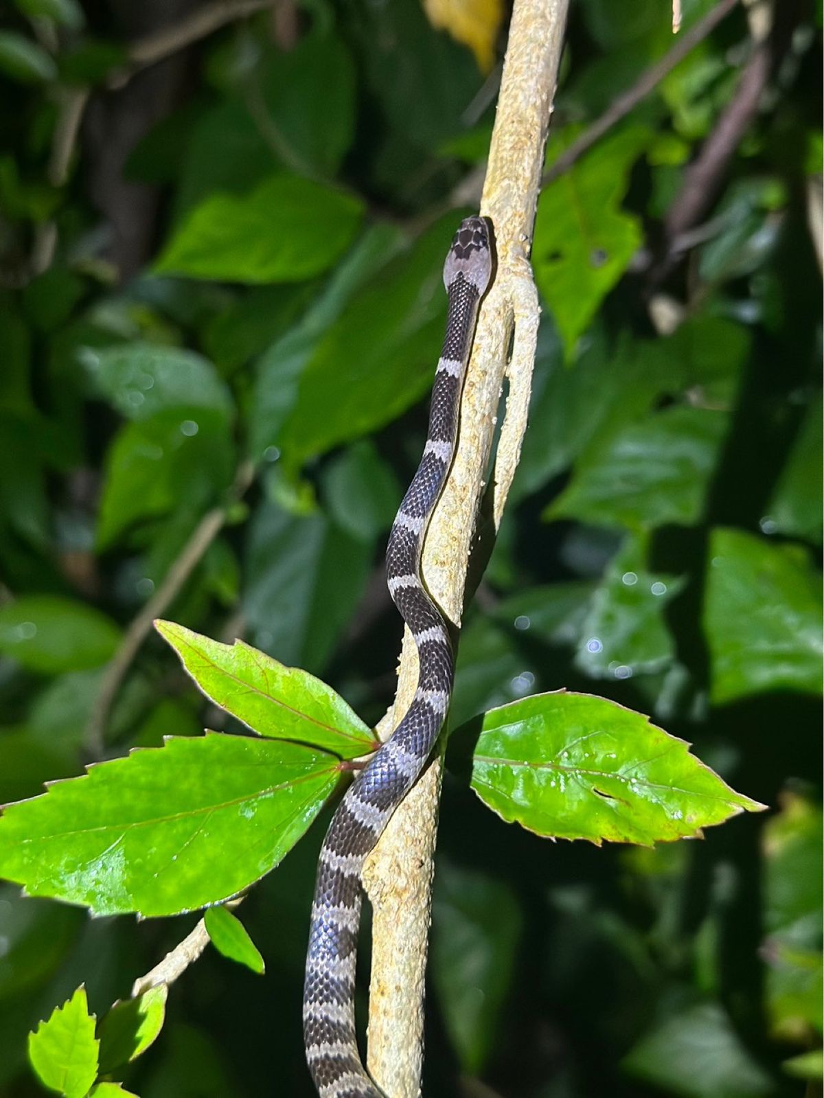 とても面白いジャングルナイトツアー