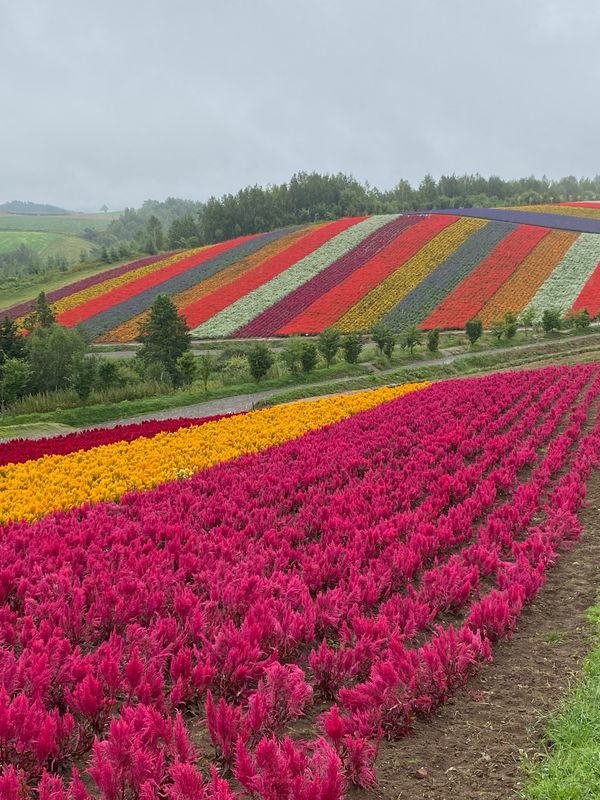日本・北海道「北海道」の写真：花と湖