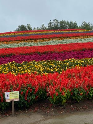 花と湖