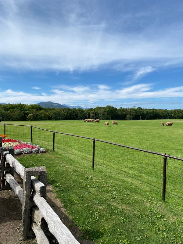 日本・北海道「北海道」の写真：牧場