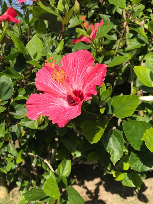 日本・沖縄県「沖縄」の写真