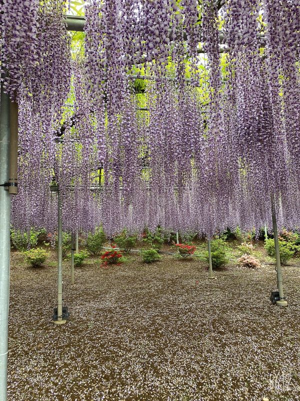 日本・栃木県「足利」の写真