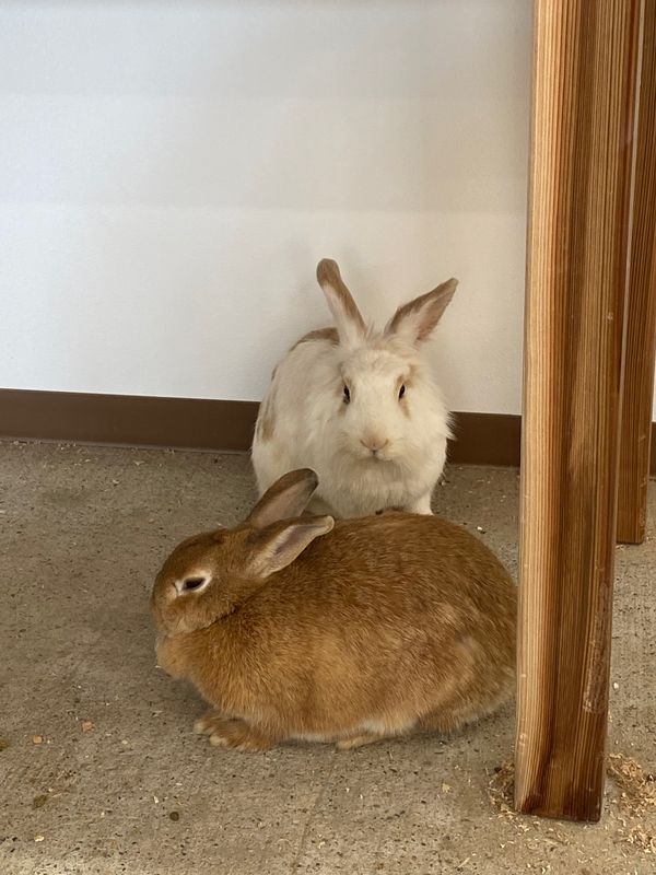 日本・千葉県「成田牧場」の写真