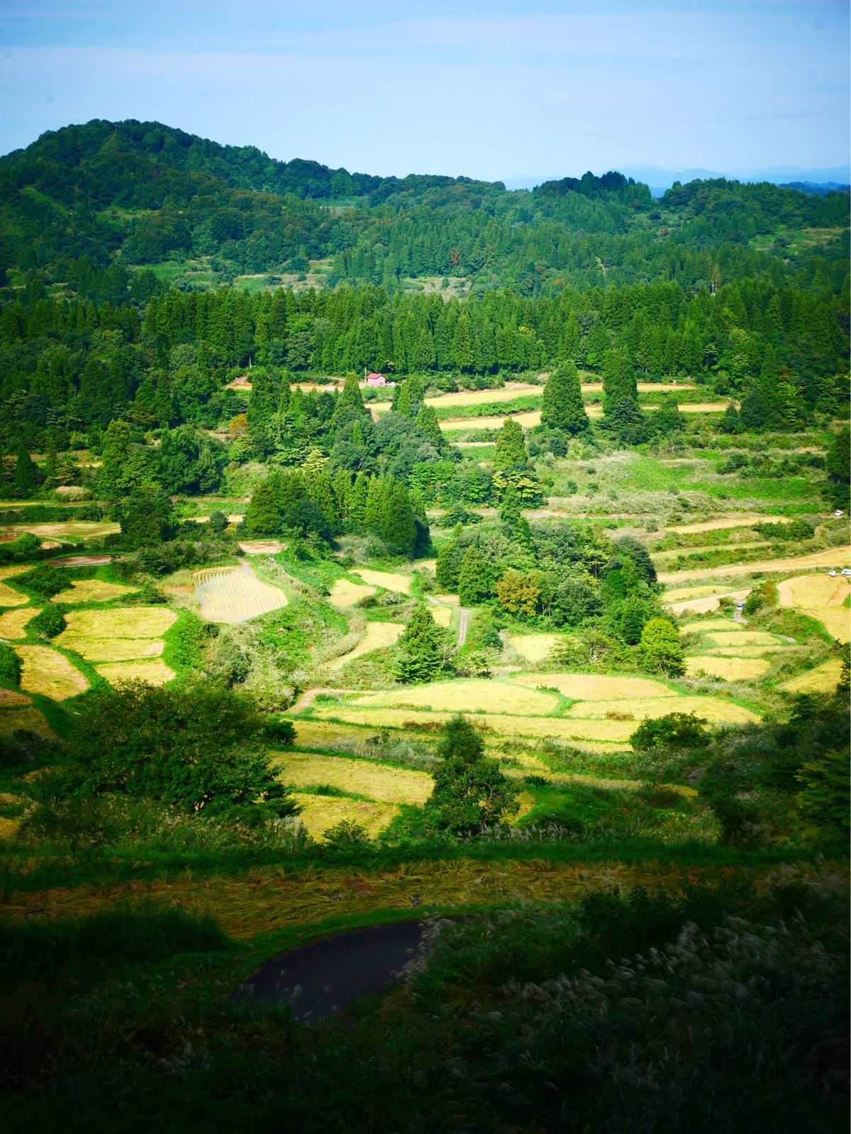 星峠の棚田