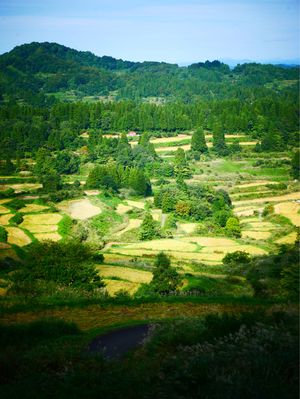 星峠の棚田