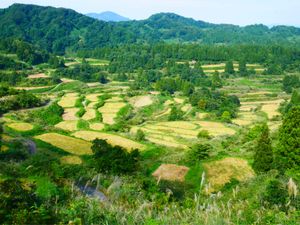 星峠の棚田