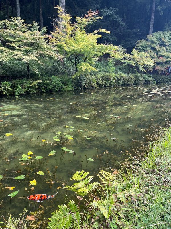 日本・馬籠宿「岐阜･金沢･福井旅行」の写真