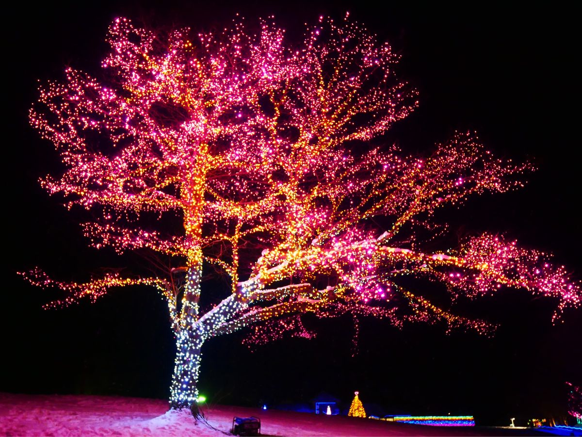 KOIWAI Winter Lights 銀河農場の夜
Part.3