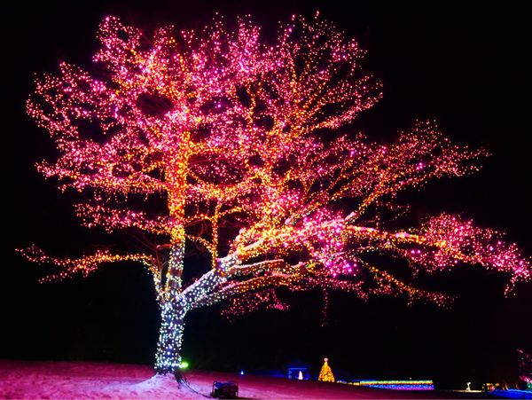 日本「青森・岩手 旅行」の写真：KOIWAI Winter Lights 銀河農場の夜Part.3