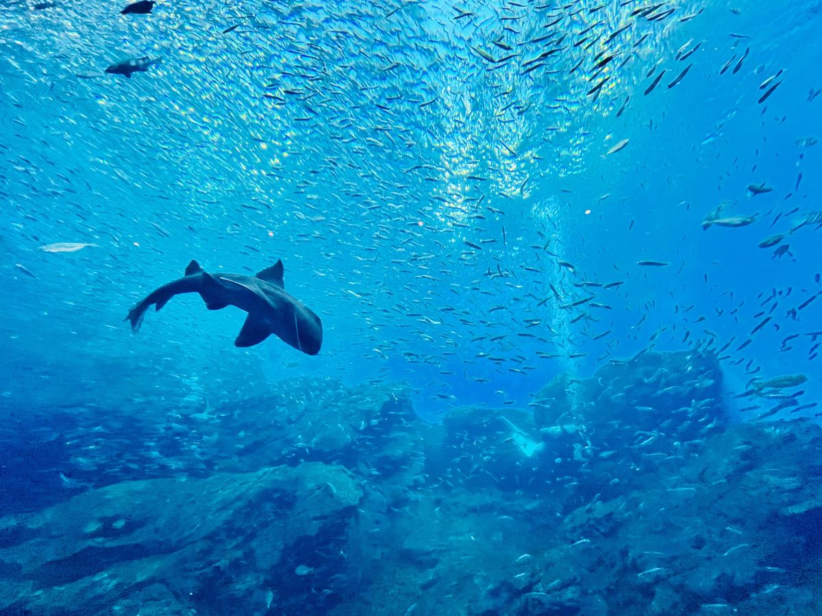仙台うみの杜水族館