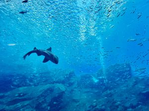 仙台うみの杜水族館