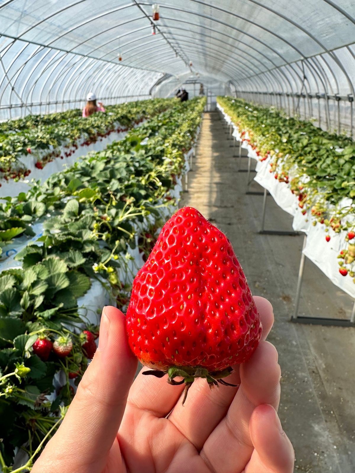 宇都宮　好きな餃子店