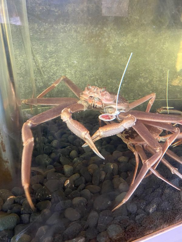 日本・新潟県「かに」の写真