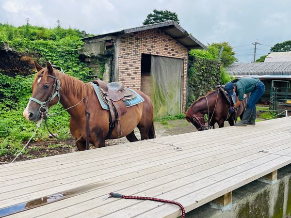 日本・熊本「熊本県阿蘇の大草原で乗馬」の写真：お利口さんの馬さんに1時間お散歩