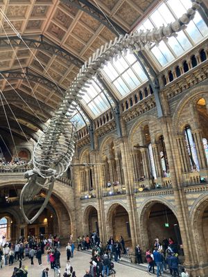 📍ロンドン自然史博物館
ヴィクトリア・アンド・アルバート美術館から徒歩10...