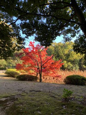 栗林公園、紅葉にはちょっと早かった🍁
高松は海鮮がとても美味しい🐟