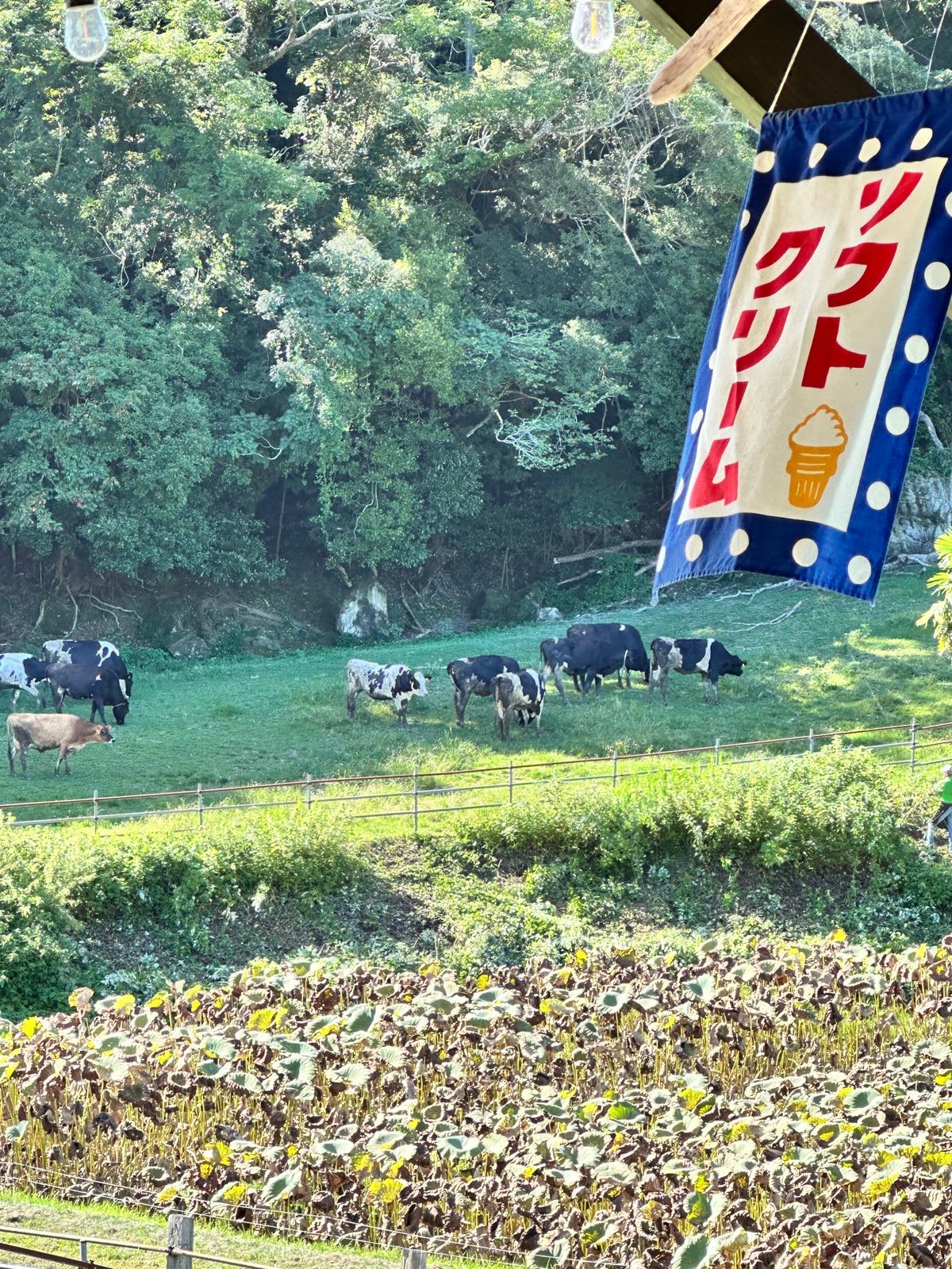 川村記念美術館がなくなるとのことで訪問。
激混みの駐車場🅿️
中は広大。
...
