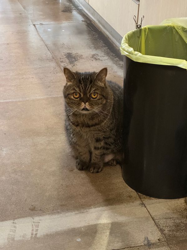 台湾「推し活」の写真