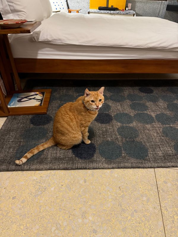 台湾「推し活」の写真