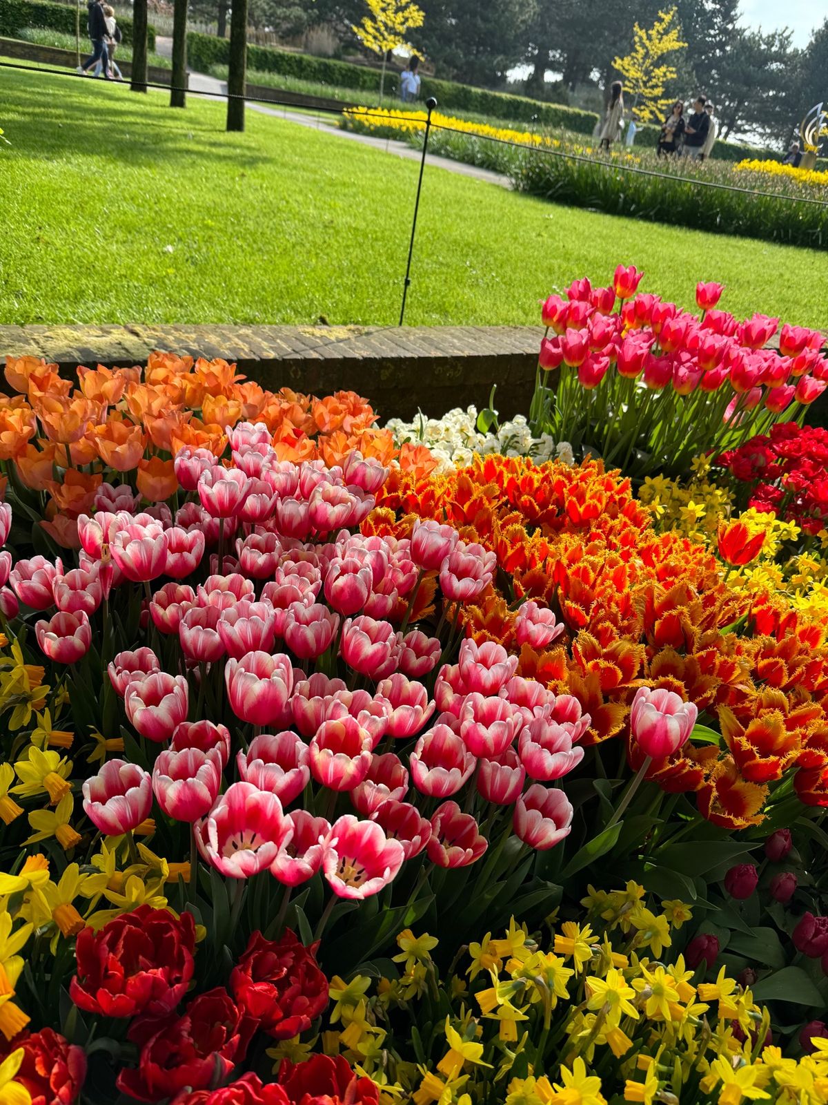 チューリップも終盤