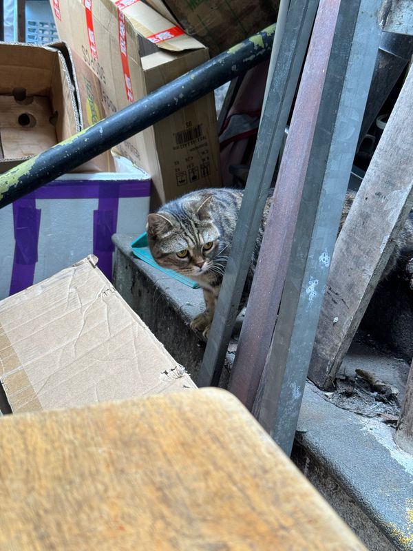 香港「香港」の写真