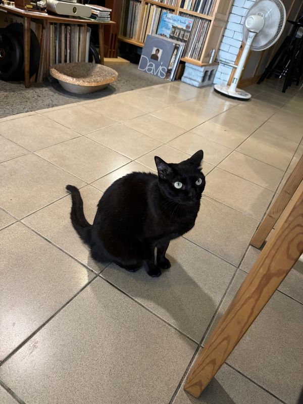 台湾「推し活」の写真