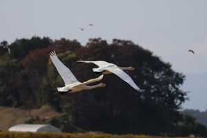 オオハクチョウやマガン、ヒシクイがたくさんいます。