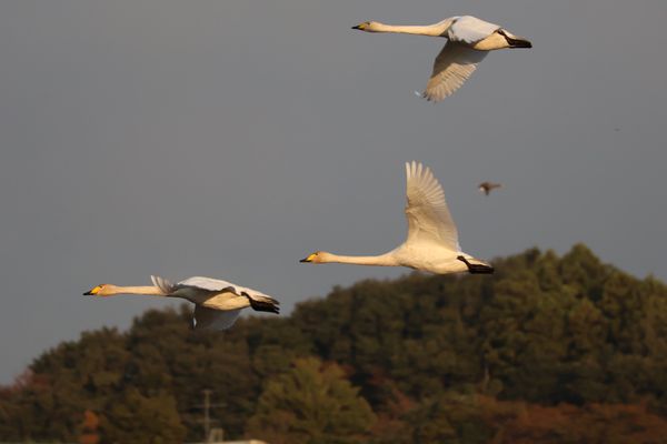 日本・宮城県「2024年伊豆沼バードウォッチング」の写真