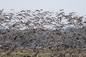 マガンが一斉に飛び立つシーンは迫力があります。