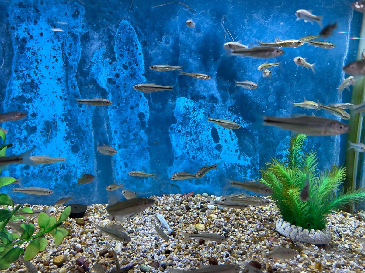 伊豆沼のサンクチュアリセンターには淡水魚館もあります。こちらも無料で見学で...