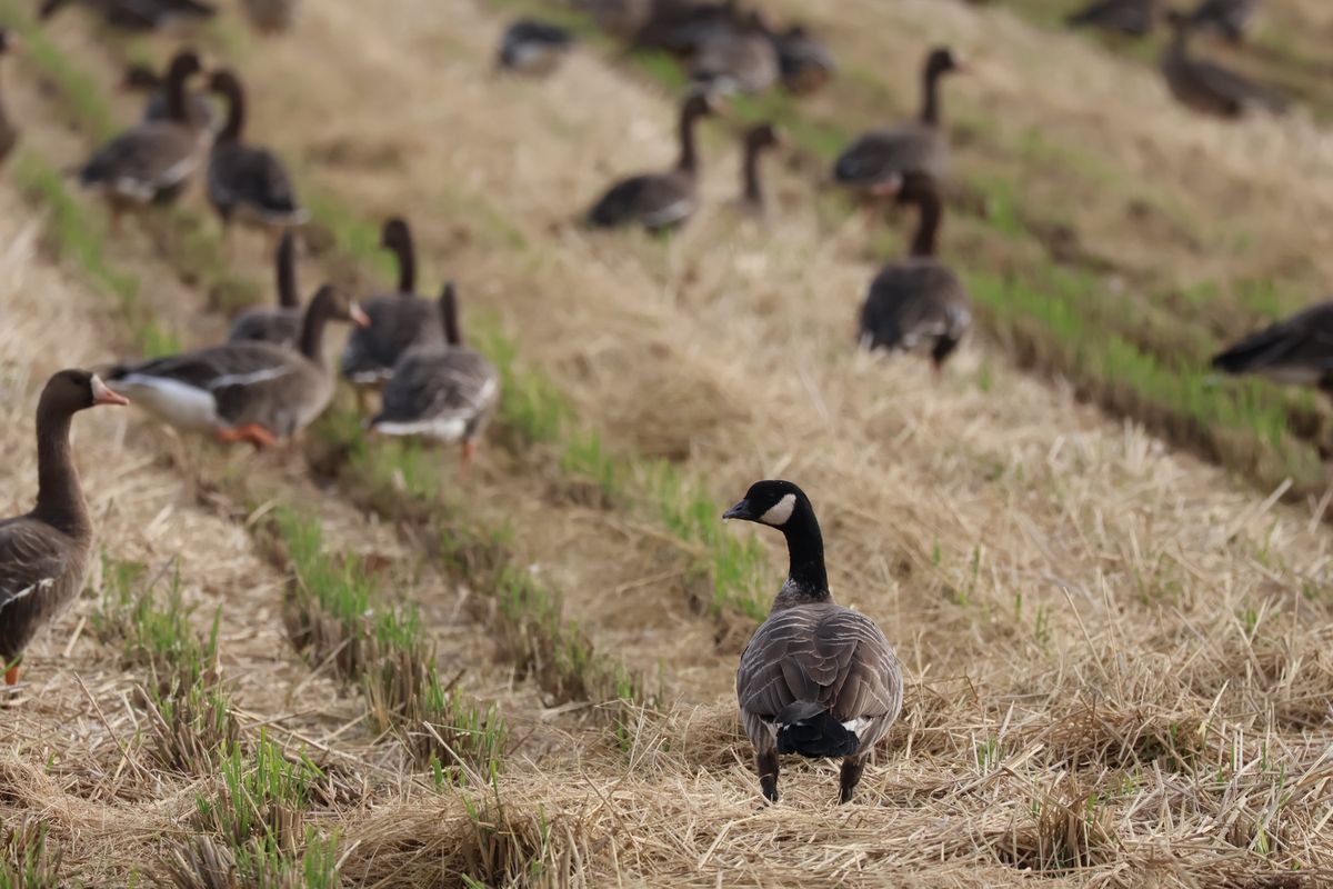 近くにある蕪栗沼ではシジュウカラガンもいました。