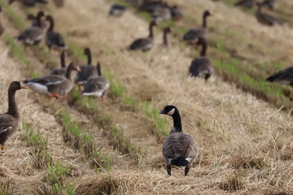 日本・宮城県「2024年伊豆沼バードウォッチング」の写真：近くにある蕪栗沼ではシジュウカラガンもい...