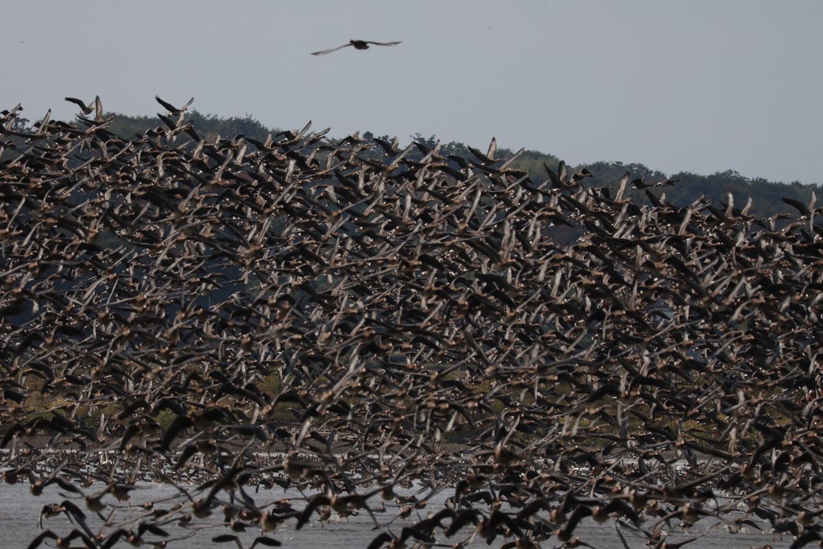 マガンが一斉に飛び立つシーンは迫力があります。