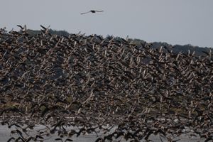 マガンが一斉に飛び立つシーンは迫力があります。