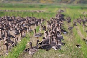 オオハクチョウやマガン、ヒシクイがたくさんいます。