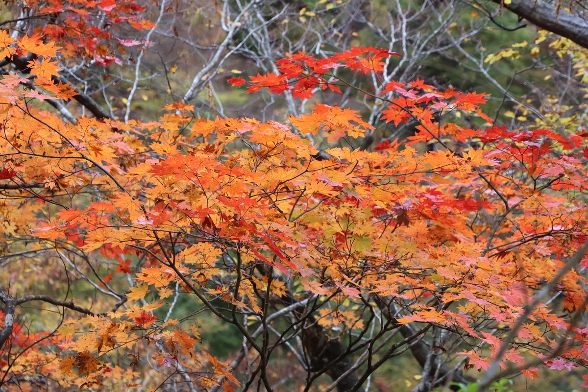 バードウォッチングの後は、宮城県一の紅葉の名所、鳴子峡に行ってきました。