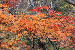 バードウォッチングの後は、宮城県一の紅葉の名所、鳴子峡に行ってきました。