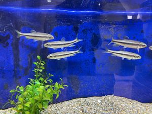 伊豆沼のサンクチュアリセンターには淡水魚館もあります。こちらも無料で見学で...