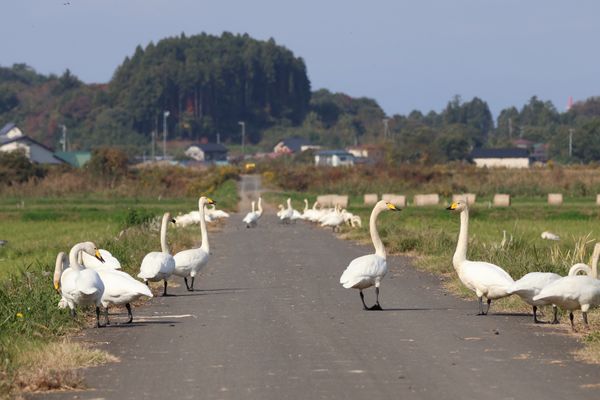 日本・宮城県「2024年伊豆沼バードウォッチング」の写真