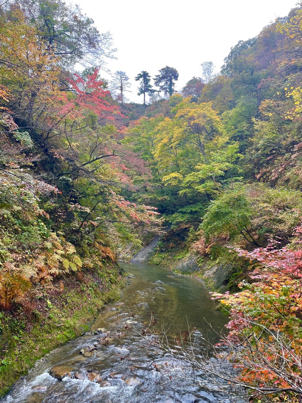 バードウォッチングの後は、宮城県一の紅葉の名所、鳴子峡に行ってきました。